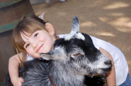 petting zoo, zoo theme party ideas